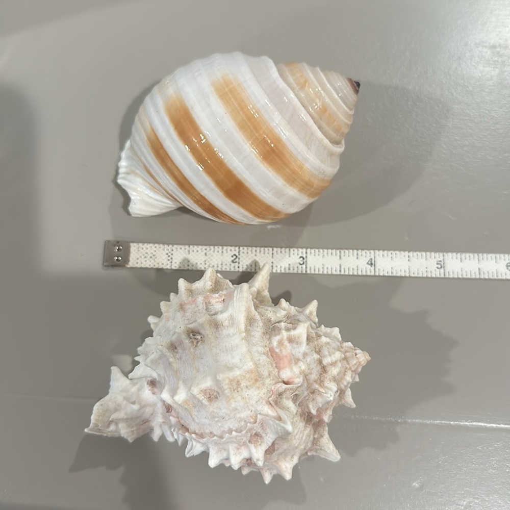 Decorative Seashells - Picture 8 of 11